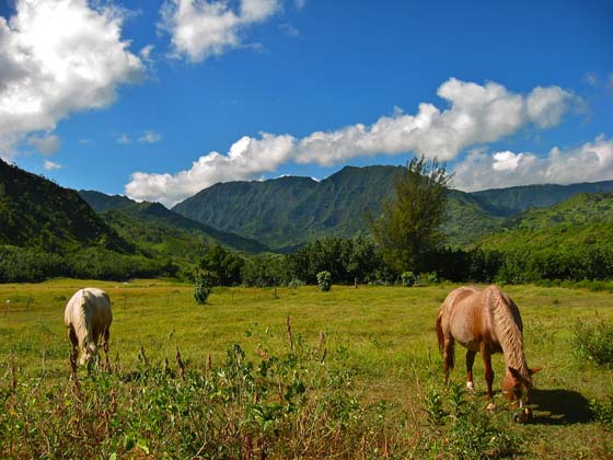 Lumahai River Valley 
 along highway 560 at Lumahai Beach on the North Shore